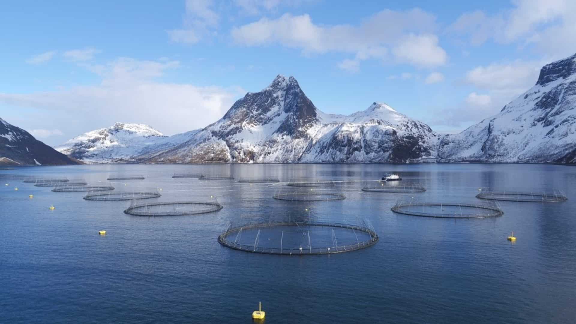 SalMar segment nord søker Regionkoordinator