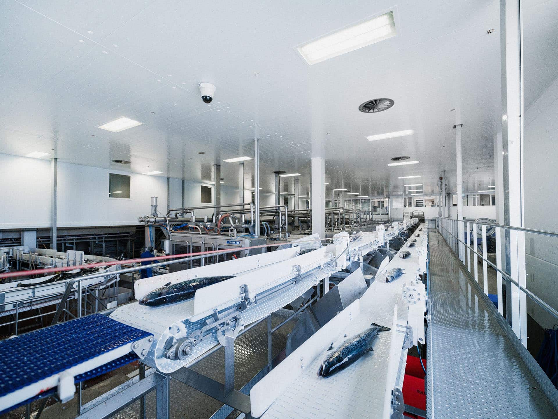 Strong team, strong results: Dive into a hands-on role with SalMar`s production team!