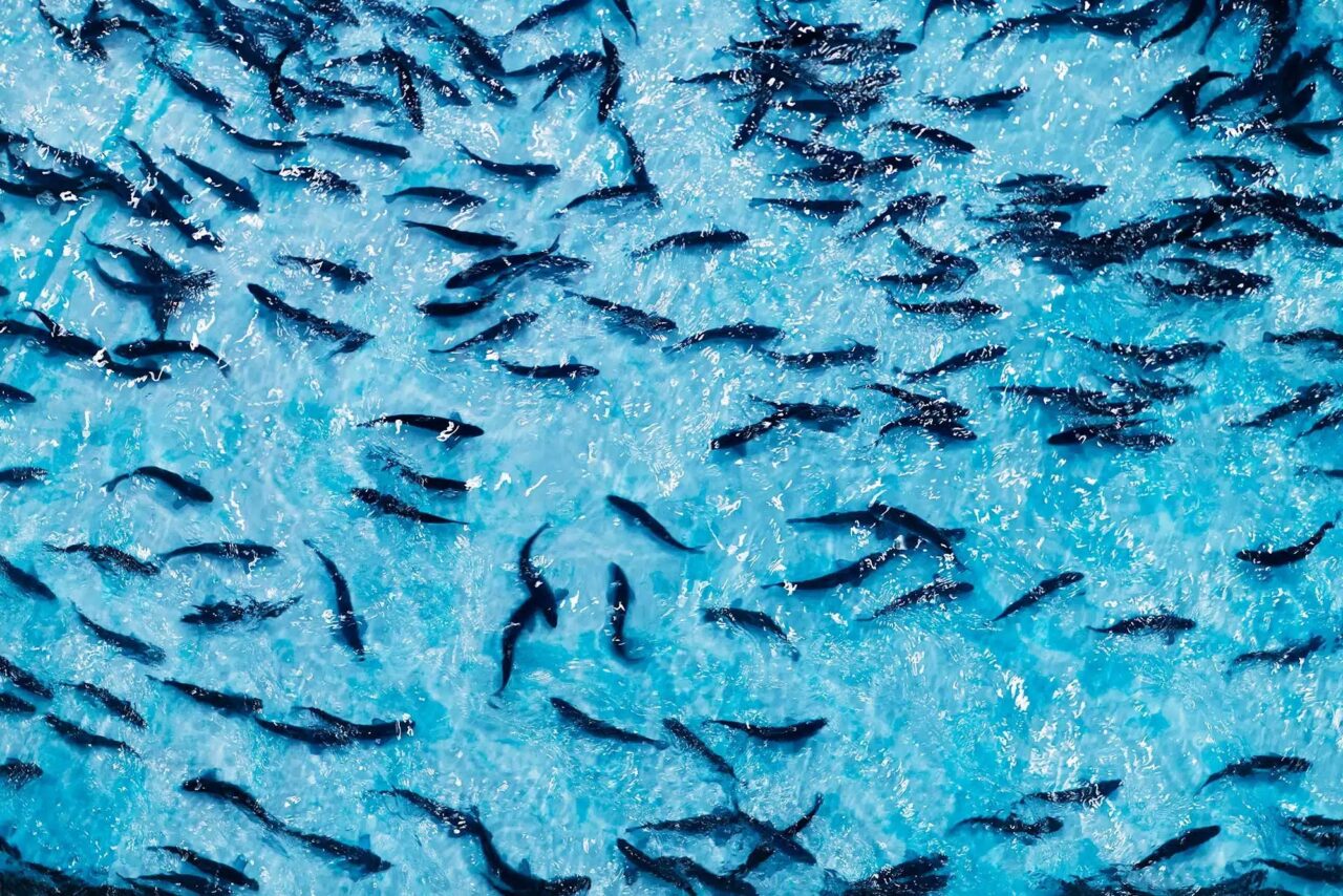 Åpen søknad SalMar Settefisk