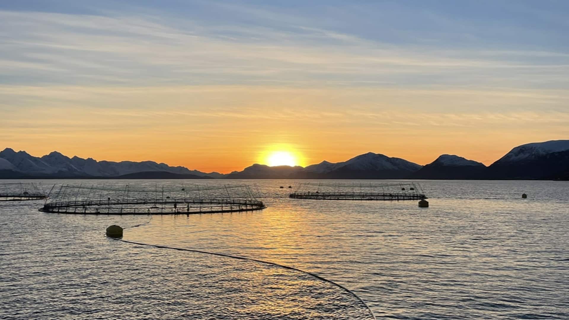 Praktisk anlagt og glad i frisk luft og laks? Røkterstillinger ledig hos SalMar!